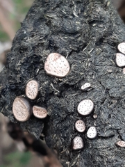 Poronia erici