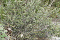 Adenanthos cuneatus