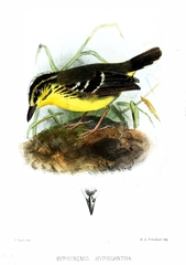 Yellow-Browed Antbird photo 2
