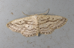 Scopula megalocentra