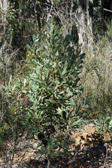 Banksia quercifolia