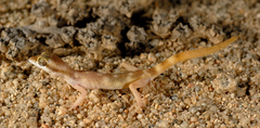 Tropiocolotes scorteccii