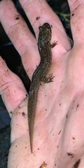 Desmognathus amphileucus
