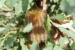 Banksia quercifolia