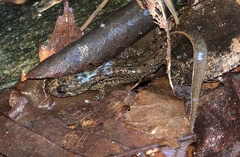 Desmognathus amphileucus