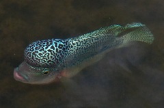 Amphilophus labiatus × cichlasoma trimaculatum