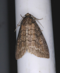 Smyriodes aplectaria