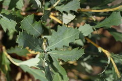 Banksia quercifolia