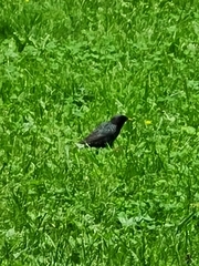 Sturnus vulgaris