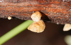 Marasmius alveolaris