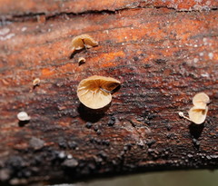 Marasmius alveolaris