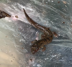 Desmognathus amphileucus