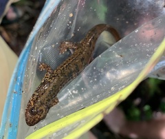 Desmognathus amphileucus