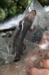 Desmognathus amphileucus