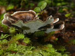 Phellodon nothofagi