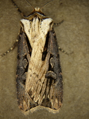 Agrotis volubilis