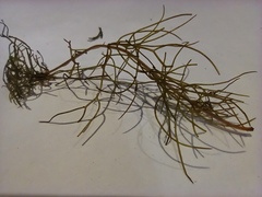 Myriophyllum sibiricum