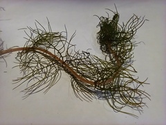 Myriophyllum sibiricum