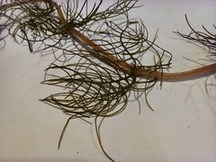 Myriophyllum sibiricum