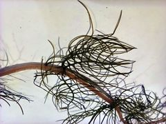 Myriophyllum sibiricum