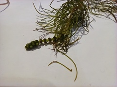 Myriophyllum sibiricum