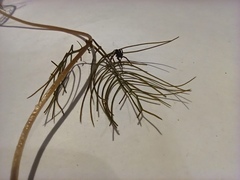 Myriophyllum sibiricum