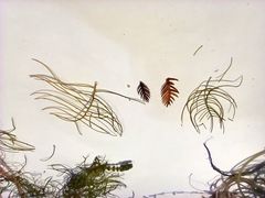 Myriophyllum sibiricum