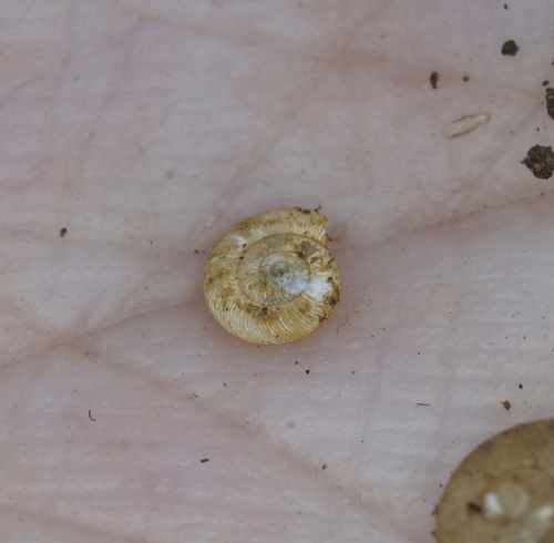 Ammoniropa vigens observed 2021-04-19