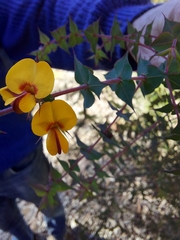 Pultenaea spinosa