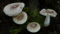 Russula purpureotincta