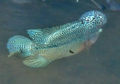 Amphilophus labiatus × cichlasoma trimaculatum