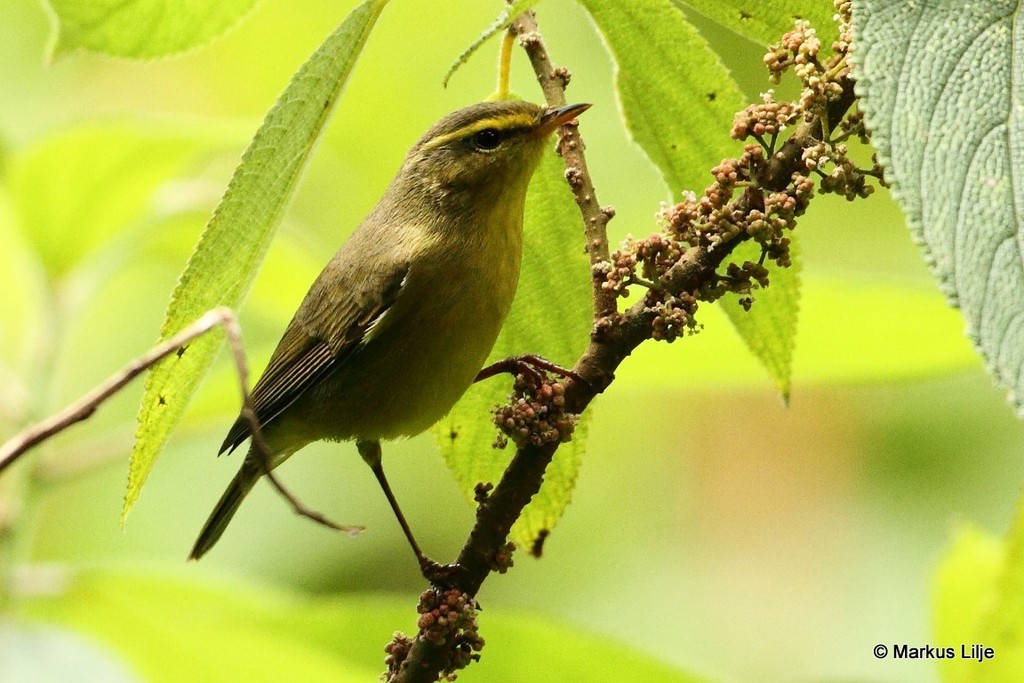 Tickell's Leaf Warbler photo