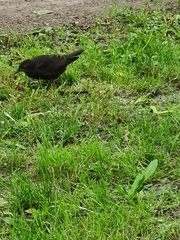 Sturnus vulgaris