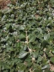 Alternanthera caracasana