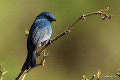 Eumyias albicaudatus