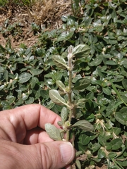 Alternanthera caracasana