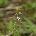 Meadow Bastard Toadflax - Photo (c) knuttutgut, some rights reserved (CC BY-NC), uploaded by knuttutgut