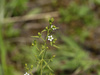 Thesium pyrenaicum - Photo (c) knuttutgut, algunos derechos reservados (CC BY-NC), subido por knuttutgut