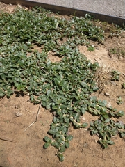Alternanthera caracasana