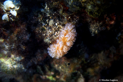 Aplidium ocellatum