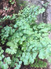Adiantum capillus-veneris