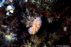 Aplidium ocellatum