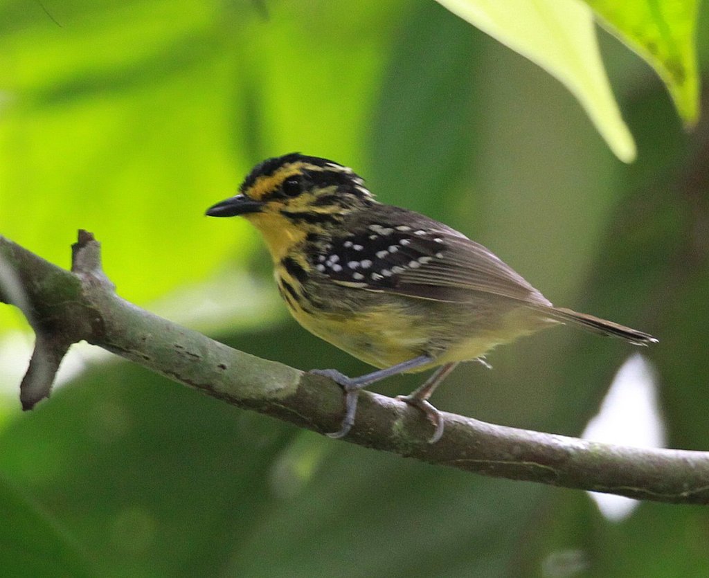 Yellow-browed Antbird photo