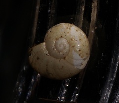 Prolesophanta nelsonensis