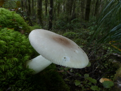 Russula purpureotincta
