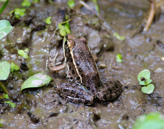 Lithobates yavapaiensis
