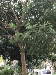 Horsfieldia polyspherula