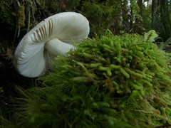 Russula purpureotincta
