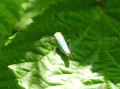 Cicadella