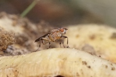 Tapeigaster paramonovi